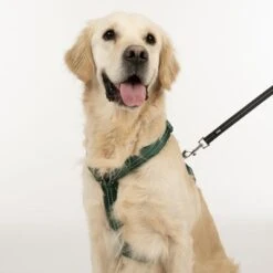 TIAKI Geschirr Neoprene, Grün 24 TIAKI Geschirr Neoprene, Grün -Günstiges Futter Leine Geschäft 323025 neoprene geschirr l fg 1696 3