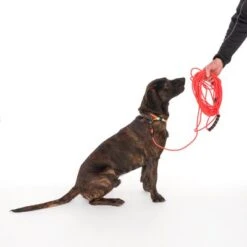 TIAKI Schleppleine Neo Comfort, Rot 16 TIAKI Schleppleine Neo Comfort, Rot -Günstiges Futter Leine Geschäft 323596 neo comfort mit hund fg 8003 2