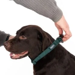 Nomad Tales Blush Halsband, Emerald -Günstiges Futter Leine Geschäft 324698 blush l fg 7151 2