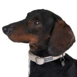 Nomad Tales Blush Halsband, Taupe -Günstiges Futter Leine Geschäft 324699 blush s fg 6993 7