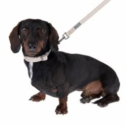 Nomad Tales Blush Halsband, Taupe -Günstiges Futter Leine Geschäft 324699 blush s fg 6996 2