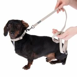 Nomad Tales Blush Halsband, Taupe -Günstiges Futter Leine Geschäft 324699 blush s fg 7002 7