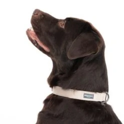 Nomad Tales Blush Halsband, Taupe -Günstiges Futter Leine Geschäft 324701 blush l fg 7179 6