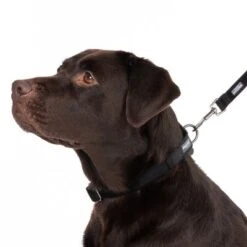 Nomad Tales Blush Halsband, Ebony -Günstiges Futter Leine Geschäft 324704 blush l fg 7241 2