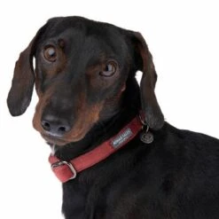 Nomad Tales Blush Halsband, Rosé 31 Nomad Tales Blush Halsband, Rosé -Günstiges Futter Leine Geschäft 324707 blush s fg 7010 1