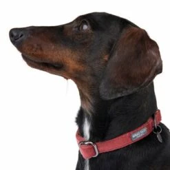 Nomad Tales Blush Halsband, Rosé 24 Nomad Tales Blush Halsband, Rosé -Günstiges Futter Leine Geschäft 324707 blush s fg 7015 6