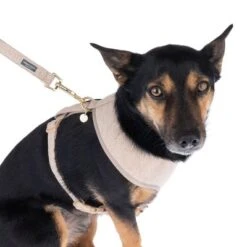 Nomad Tales Calma Geschirr, Sand -Günstiges Futter Leine Geschäft 324713 calma fg 7810 8