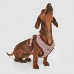 Nomad Tales Calma Geschirr, Burgundy -Günstiges Futter Leine Geschäft 324717 nomad tales calma burgundy 02 4