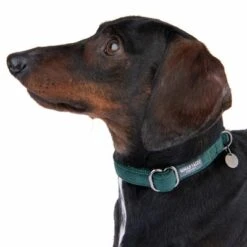 Nomad Tales Blush Halsband, Emerald -Günstiges Futter Leine Geschäft 324796 blush s fg 6972 5