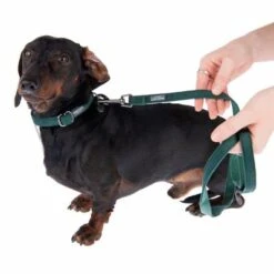 Nomad Tales Blush Halsband, Emerald -Günstiges Futter Leine Geschäft 324796 blush s fg 6978 7