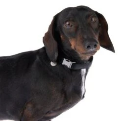 Nomad Tales Blush Halsband, Ebony -Günstiges Futter Leine Geschäft 324897 blush s fg 7023 5