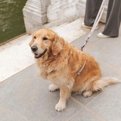 Nomad Tales Blush Hundeleine, Taupe 7 Nomad Tales Blush Hundeleine, Taupe – Bild 5