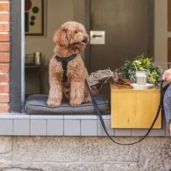 Nomad Tales Blush Hundeleine, Ebony -Günstiges Futter Leine Geschäft 325396 325397 nomadtales blush hundeleine ebony hs 02 5