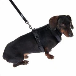 Nomad Tales Blush Hundeleine, Ebony -Günstiges Futter Leine Geschäft 325401 325396 blush s fg 6963 9