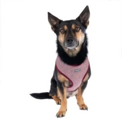 Nomad Tales Calma Geschirr, Burgundy -Günstiges Futter Leine Geschäft 325599 calma fg 7759 9