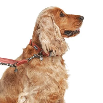 Nomad Tales Blush Hundeleine, Rosé 17 Nomad Tales Blush Hundeleine, Rosé – Bild 15