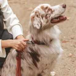 Nomad Tales Blush Hundeleine, Rosé 26 Nomad Tales Blush Hundeleine, Rosé -Günstiges Futter Leine Geschäft 325600 325601 nomadtales blush hundeleine rose hs 05 0