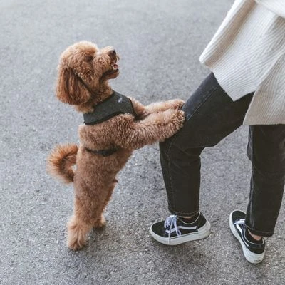 Nomad Tales Calma Geschirr, Ebony 7 Nomad Tales Calma Geschirr, Ebony – Bild 5