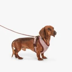 Nomad Tales Calma Hundeleine, Burgundy -Günstiges Futter Leine Geschäft 325899 nomad tales calma hundeleine burgudy 120cm 02 8