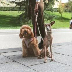 Nomad Tales Calma Hundeleine, Burgundy -Günstiges Futter Leine Geschäft 325899 nomad tales calma hundeleine burgudy 120cm 03 3