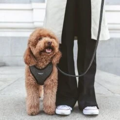 Nomad Tales Calma Hundeleine, Ebony 17 Nomad Tales Calma Hundeleine, Ebony -Günstiges Futter Leine Geschäft 325901 nomad tales calma hundeleine ebony 120cm 01 7