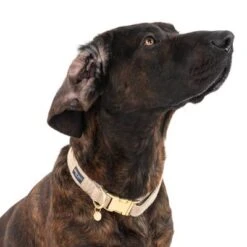 Nomad Tales Calma Halsband, Sand -Günstiges Futter Leine Geschäft 325903 calma l sand fg 7964 0