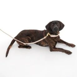 Nomad Tales Calma Halsband, Sand -Günstiges Futter Leine Geschäft 325903 calma l sand fg 7971 5