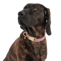 Nomad Tales Calma Halsband, Burgundy -Günstiges Futter Leine Geschäft 325904 calma l burgundy fg 7942 5