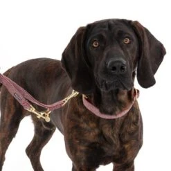 Nomad Tales Calma Halsband, Burgundy -Günstiges Futter Leine Geschäft 325904 calma l burgundy fg 7951 1