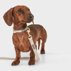 Nomad Tales Calma Hundeleine, Sand Zum Sonderpreis! -Günstiges Futter Leine Geschäft 326096 nomad tales calma hundeleine sand 120cm 03 3 1