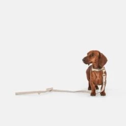 Nomad Tales Calma Halsband, Sand -Günstiges Futter Leine Geschäft 326198 326096 nomad tales calma halsband ebony 02 9