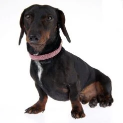 Nomad Tales Calma Halsband, Burgundy -Günstiges Futter Leine Geschäft 326204 calma m fg 7337 8