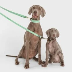 Nomad Tales Bloom Leine, Mint -Günstiges Futter Leine Geschäft 326798 nomad tales bloom halsband mint 02 9