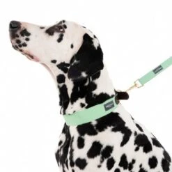 Nomad Tales Bloom Leine, Mint -Günstiges Futter Leine Geschäft 326801 328199 bloom l fg 7561 0