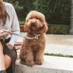 Nomad Tales Calma Halsband, Stone 32 Nomad Tales Calma Halsband, Stone -Günstiges Futter Leine Geschäft 326806 326197 nomad tales calma halsband stone 04 2 1