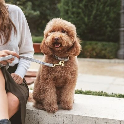 Nomad Tales Calma Hundeleine, Stone 15 Nomad Tales Calma Hundeleine, Stone – Bild 13