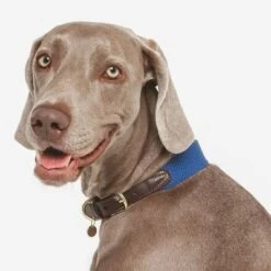 Nomad Tales Bloom Halsband, Sapphire -Günstiges Futter Leine Geschäft 327096 nomad tales bloom halsband sapphire 02 2