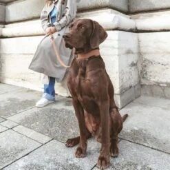 Nomad Tales Bloom Leine, Caramel -Günstiges Futter Leine Geschäft 328202 328296 nt bloom leine caramel 0