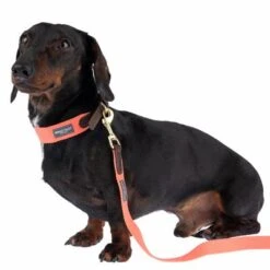 Nomad Tales Bloom Leine, Coral -Günstiges Futter Leine Geschäft 328496 328200 bloom xs fg 7421 3 1