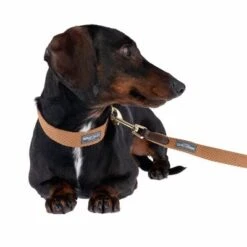 Nomad Tales Bloom Leine, Caramel -Günstiges Futter Leine Geschäft 328697 328202 bloom xs fg 7393 5