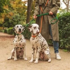 Nomad Tales Spirit Leine, Tangerine 24 Nomad Tales Spirit Leine, Tangerine -Günstiges Futter Leine Geschäft 329297 nomad tales spirit leine tangerine 05 0