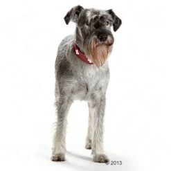 HUNTER Halsband Swiss 30 HUNTER Halsband Swiss -Günstiges Futter Leine Geschäft 36707 hunter halsband swiss hund 05 2013 4