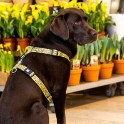 Max & Molly H-G﻿eschirr Monkey Maniac -Günstiges Futter Leine Geschäft 377312 377205 377206 maxnmolly hg eschirr monkeymaniac hs 04 3