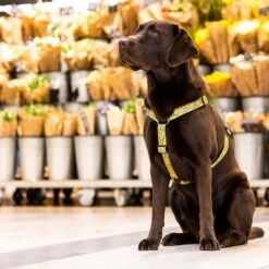 Max & Molly H-G﻿eschirr Monkey Maniac -Günstiges Futter Leine Geschäft 377312 377205 377206 maxnmolly hg eschirr monkeymaniac hs 05 3