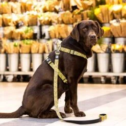 Max & Molly H-G﻿eschirr Monkey Maniac -Günstiges Futter Leine Geschäft 377312 377205 377206 maxnmolly hg eschirr monkeymaniac hs 06 8