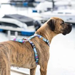 Max & Molly H-G﻿eschirr Blue Ocean -Günstiges Futter Leine Geschäft 377396 377496 377497 maxnmolly hg eschirr blueocean hs 02 3