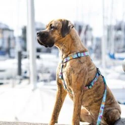 Max & Molly H-G﻿eschirr Blue Ocean -Günstiges Futter Leine Geschäft 377396 377496 377497 maxnmolly hg eschirr blueocean hs 04 7