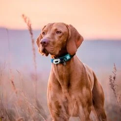 Max & Molly Matrix Ultra LED Safety Light -Günstiges Futter Leine Geschäft 377504 maxnmolly matrix ultraled safetylight blau hs 06 4