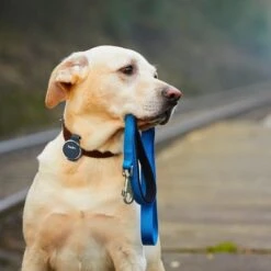 TrackiPet Smart GPS Trackerneu -Günstiges Futter Leine Geschäft 380699 trackipet smart gps tracker hs 07 5