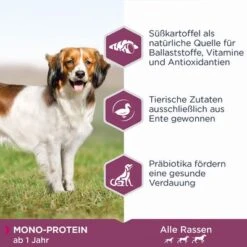 Eukanuba Daily Care Monoprotein Enteneu -Günstiges Futter Leine Geschäft 381808 iams eukanuba daily care monoprotein ente hs 02 6